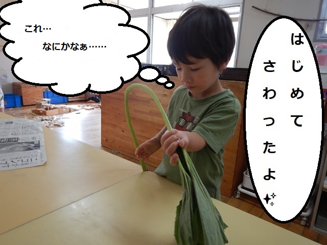 ふき6