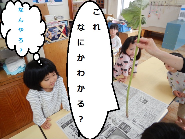 ふき1