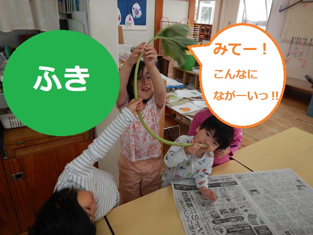 ふき2
