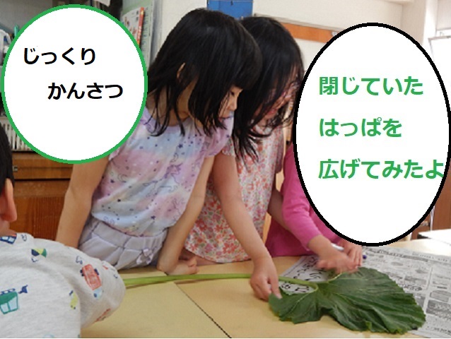 ふき3