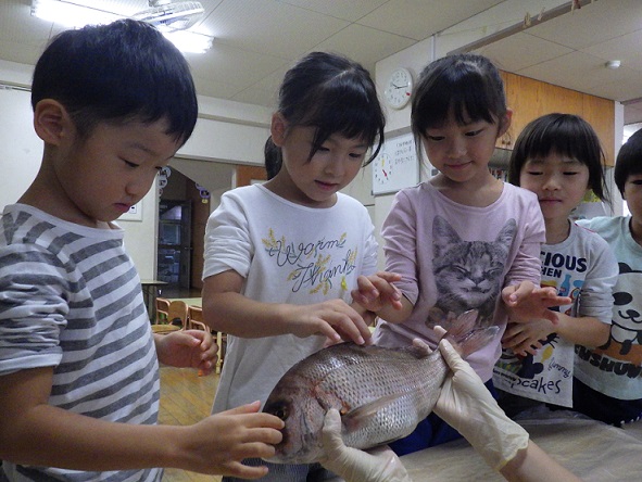 鯛1